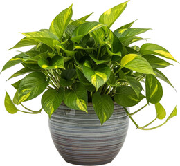 Vibrant Variegated Pothos Plant in a Decorative Ceramic Pot