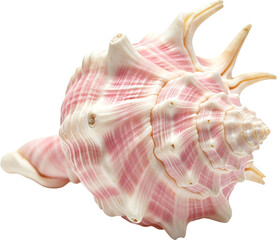 Detailed View of a Pink and White Conch Shell with a Graceful Spiral