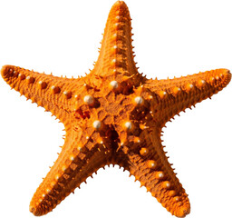 Vibrant Orange Starfish on White Background with Harsh Shadow