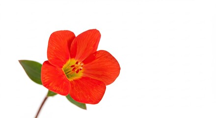 Bright Orange Nasturtium Flower Isolated on White Background.