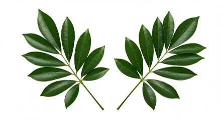 Two Green Schefflera Leaves Isolated on White Background.