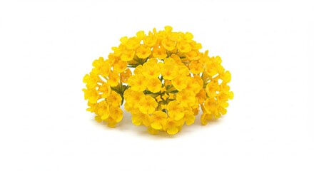 A Cluster of Small Yellow Flowers on a White Background.