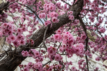 Flowering plum tree branches in early bloom, Bay Area California
