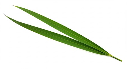 A single green blade of grass isolated on a white background.