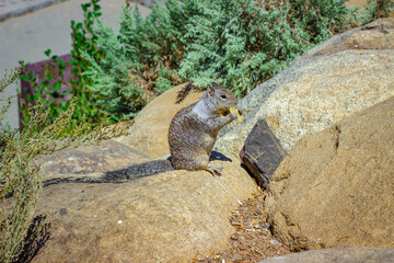 Squirrel on a rock eating a seed among bushes and dry grass