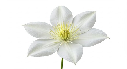 A delicate white clematis flower with a yellow center on a white background.