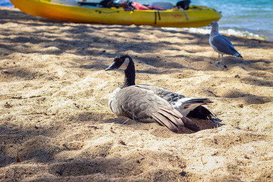 Canadian goose resting on a sandy beach next to a seagull - Powered by Adobe