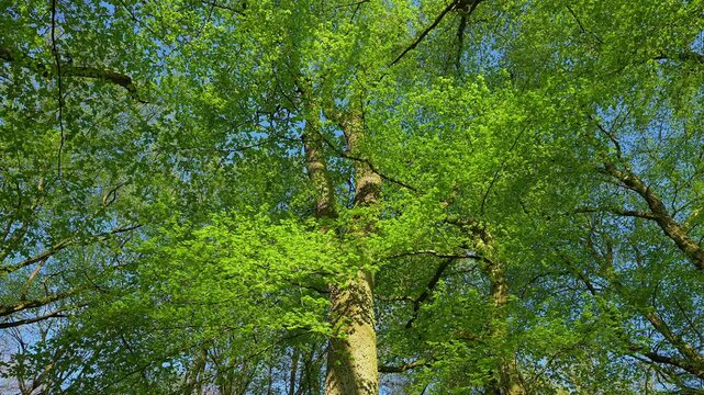 Blick, Baumwipfel, Buchen, Fr&uuml;hling, Bulau, Kinzigaue, Erlensee, Hanau, Hessen, Deutschland