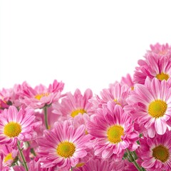 Pink Daisies Bouquet On White Background