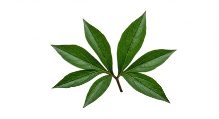 A single green leaf with multiple pointed lobes on a white background.