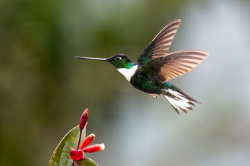 Fototapeta premium Collared Inca hummingbird feeding from Psammisia ecuadorensis flower in Ecuador cloud forest