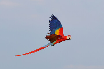 Colorful Scarlet Macaw parrot flying on the sky. Free flying bird