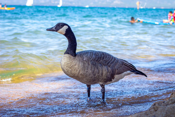 Canadian goose standing in the water near the shore with waves and sailboats