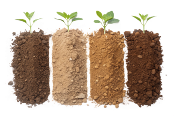 young plant growing from soil