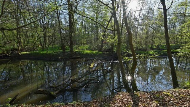 Auwald, Fr&uuml;hling, Naturschutzgebiet Bulau, Erlensee, Hanau, Hessen, Deutschland, Europa