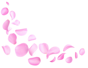 Floating Soft Pink Flower Petals PNG Cutout