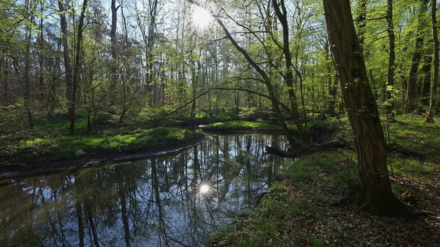 Auwald, Fr&uuml;hling, Naturschutzgebiet Bulau, Erlensee, Hanau, Hessen, Deutschland, Europa