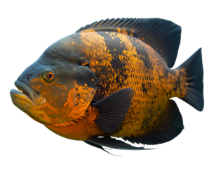Oscar Fish with Orange and Black Pattern Isolated PNG