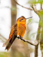 Shining Sunbeam Hummingbird Perched on a Branch