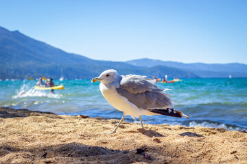 Seagull on a sandy lake shore with kayakers in the background