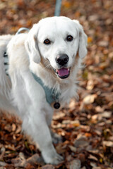 Portrait of a golden retriever with autumn leaves. Pets, dogs, domestic animals in nature.