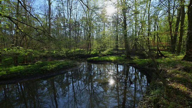 Auwald, Fr&uuml;hling, Naturschutzgebiet Bulau, Erlensee, Hanau, Hessen, Deutschland, Europa