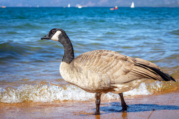 Goose on the shore by the sea with a view of kayaks and mountains on a sunny day
