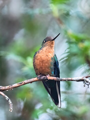 Great Sapphirewing Hummingbird Perched on Forest Branch