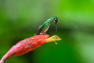Green-crowned Brilliant Hummingbird Perched on Red and Yellow Ginger Flower