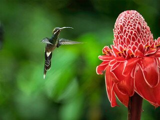 White-whiskered Hermit Hummingbird Feeding on Torch Ginger in Ecuador