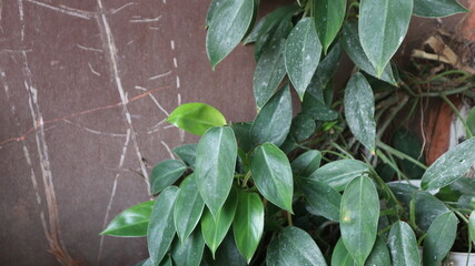 philodendron with dirty leaf ornamental plant beautyfull leaf with brown background philodendron erubescens © elisabet