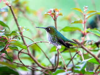 Fototapeta premium White-booted Racket-tail Hummingbird Perched in Lush Green Cloud Forest Habitat