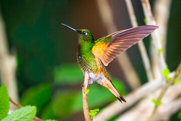 Fototapeta premium Buff-tailed Coronet Hummingbird Perched on Mossy Branch in Cloud Forest