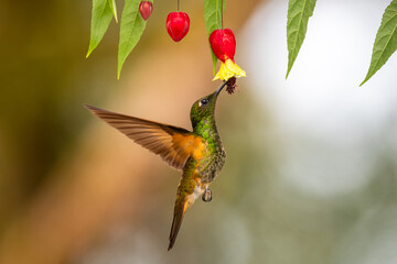 Buff-tailed Coronet Hummingbird Feeding on Abutilon Flower in Ecuador Cloud Forest