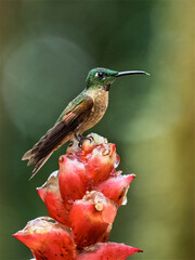 Buff-tailed Coronet Hummingbird Feeding on Heliconia Flower in Ecuador Cloud Forest