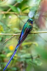 Violet-tailed Sylph (Aglaiocercus coelestis) perched gracefully on a moss-covered branch in its natural habitat