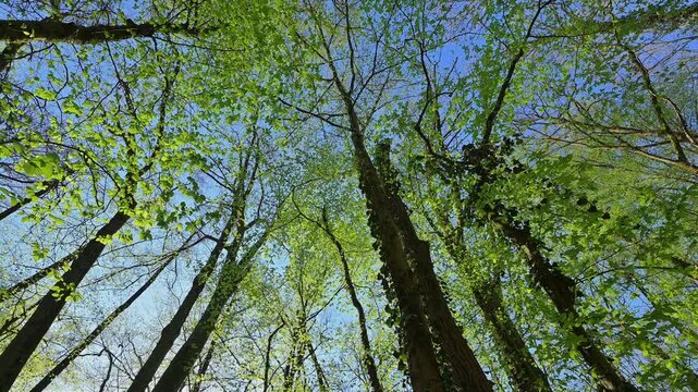 Blick, Baumwipfel, Eiche, Efeu, Fr&uuml;hling, Bulau, Kinzigaue, Erlensee, Hanau, Hessen, Deutschland