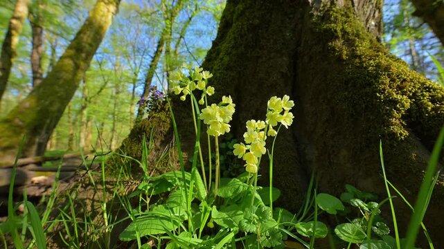 Hohe Schl&uuml;sselblume, (Primula elatior), Auwald, Fr&uuml;hling, Naturschutzgebiet Bulau, Erlensee, Hanau, Hessen, Deutschland, Europa