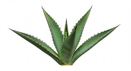 Aloe Vera Plant Isolated on White Background, Close Up View.