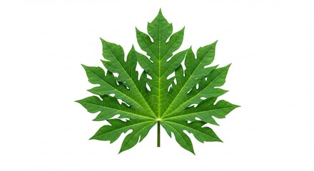 A vibrant green papaya leaf isolated on a pure white background.