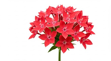 Beautiful Cluster of Red Star-Shaped Flowers Isolated on White Background.