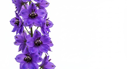 Beautiful vertical stalk of purple delphinium flowers on white background.