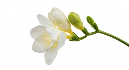Beautiful white freesia flower with green buds isolated on a white background.