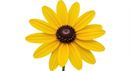 Bright yellow Black Eyed Susan flower isolated on a white background.