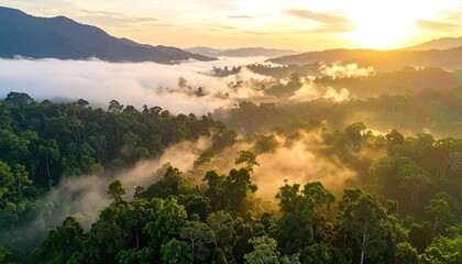 Aerial View Tropical Rainforest Sunrise Fog Misty Hills