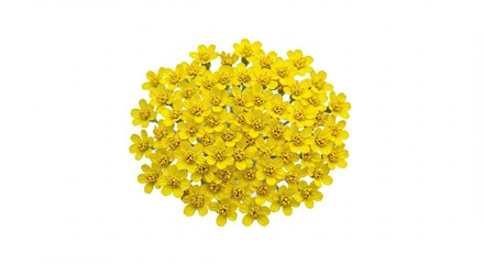 Bright Yellow Flower Petals Arranged in a Circular Pattern on White Background.