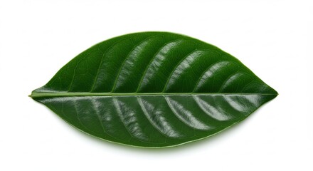 Close up of a vibrant green leaf isolated on white background.