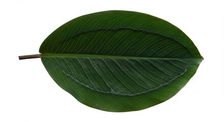 Close-up of a vibrant green leaf with detailed texture and veins.