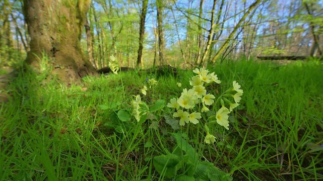 Hohe Schl&uuml;sselblume, (Primula elatior), Auwald, Fr&uuml;hling, Naturschutzgebiet Bulau, Erlensee, Hanau, Hessen, Deutschland, Europa