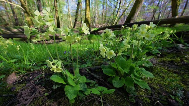 Hohe Schl&uuml;sselblume, (Primula elatior), Auwald, Fr&uuml;hling, Naturschutzgebiet Bulau, Erlensee, Hanau, Hessen, Deutschland, Europa